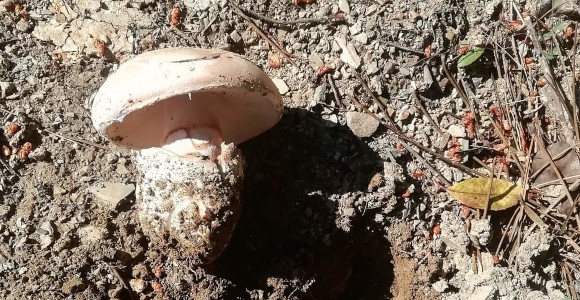 Amanita ponderosa